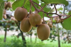 20190405-Bay-of-Plenty-Hamilton-Rotorua-162