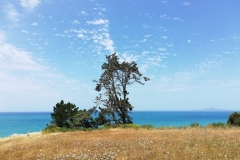 20190203-Long-Bay-Regional-Park-03-Piripiri-Point