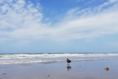 20190203-Long-Bay-Regional-Park-12