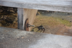 20190214-Moorea-Tahiti-Französisch-Polynesion-29