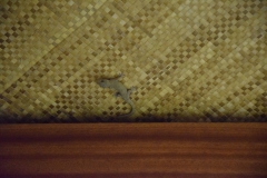 20190216-Moorea-Tahiti-Französisch-Polynesion-195