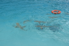 20190214-Moorea-Tahiti-Französisch-Polynesion-76