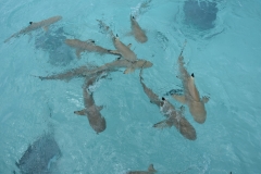 20190214-Moorea-Tahiti-Französisch-Polynesion-79