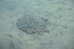 20190215-Moorea-Tahiti-Französisch-Polynesion-113