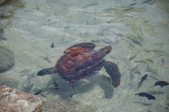 20190215-Moorea-Tahiti-Französisch-Polynesion-116