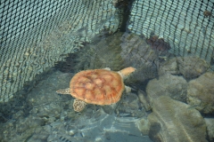 20190215-Moorea-Tahiti-Französisch-Polynesion-118