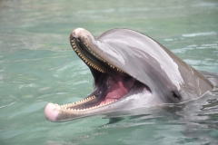 20190216-Moorea-Tahiti-Französisch-Polynesion-145