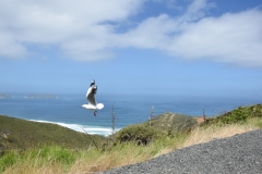 20190105 Northland - Cape Reinga 128