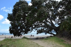 20190104 Northland - Coopers Beach 083