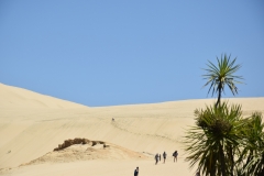 20190105 Northland - Te Paki Giant Sand Dunes 182
