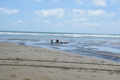 20190119 Piha Beach 02