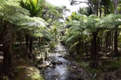 20190204 Piha 07