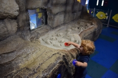 20190320-Sea-Life-Kelly-Tarltons-Aquarium-20