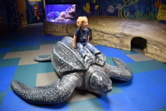 20190320-Sea-Life-Kelly-Tarltons-Aquarium-21