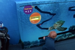20190320-Sea-Life-Kelly-Tarltons-Aquarium-22
