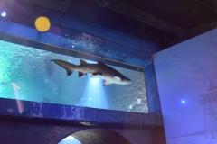 20190320-Sea-Life-Kelly-Tarltons-Aquarium-24