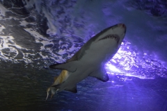 20190320-Sea-Life-Kelly-Tarltons-Aquarium-25