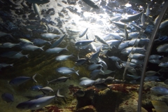 20190320-Sea-Life-Kelly-Tarltons-Aquarium-26