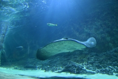 20190320-Sea-Life-Kelly-Tarltons-Aquarium-29