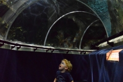 20190320-Sea-Life-Kelly-Tarltons-Aquarium-30