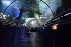 20190320-Sea-Life-Kelly-Tarltons-Aquarium-31