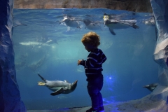 20190320-Sea-Life-Kelly-Tarltons-Aquarium-07