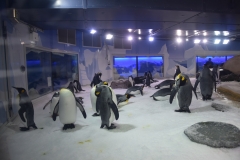 20190320-Sea-Life-Kelly-Tarltons-Aquarium-10