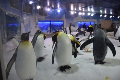 20190320-Sea-Life-Kelly-Tarltons-Aquarium-12