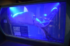 20190320-Sea-Life-Kelly-Tarltons-Aquarium-14
