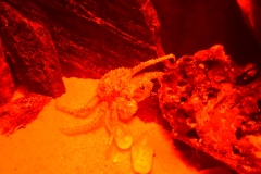 20190320-Sea-Life-Kelly-Tarltons-Aquarium-15