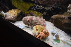 20190320-Sea-Life-Kelly-Tarltons-Aquarium-34