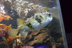 20190320-Sea-Life-Kelly-Tarltons-Aquarium-35