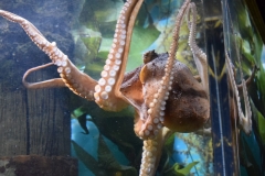 20190320-Sea-Life-Kelly-Tarltons-Aquarium-36