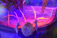 20190320-Sea-Life-Kelly-Tarltons-Aquarium-38