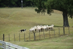 20190202 Sheep World 06