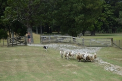 20190202 Sheep World 07