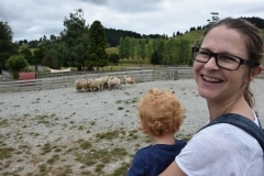 20190202 Sheep World 12