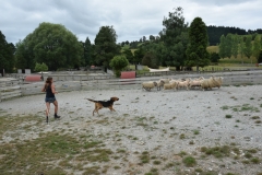 20190202 Sheep World 15