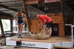 20190202 Sheep World 21