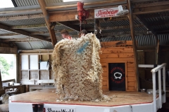 20190202 Sheep World 22