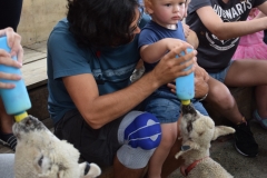 20190202 Sheep World 27