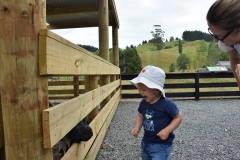 20190202 Sheep World 28