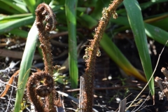 20190321-Waiheke-Sculpture-Walk-and-Beach-20