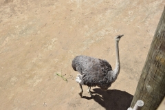 20190303-Auckland-Zoo-08