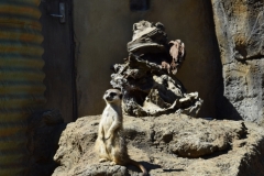 20190303-Auckland-Zoo-09