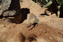 20190303-Auckland-Zoo-10