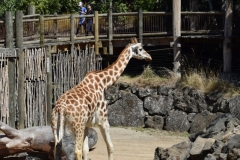20190303-Auckland-Zoo-19
