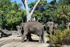 20190303-Auckland-Zoo-24