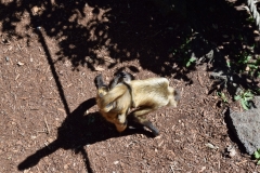 20190303-Auckland-Zoo-31