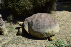 20190303-Auckland-Zoo-33